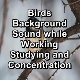 Album cover of Birds Background Sound while Working Studying and Concentration
