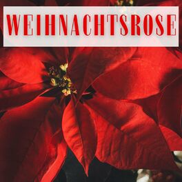 Album cover of Weihnachtsrose