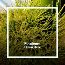Album cover of Novatones Down Here