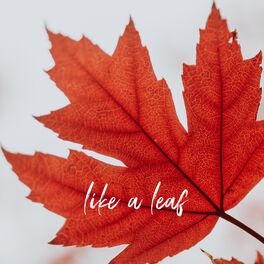 Album cover of Like a Leaf