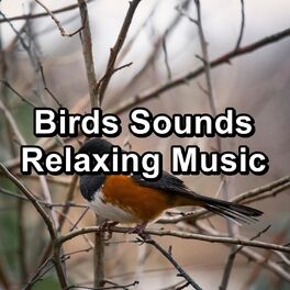 Album cover of Birds Sounds Relaxing Music