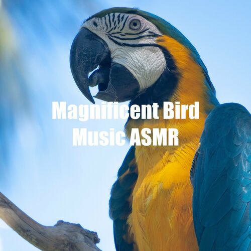 Nature Sounds Asmr Magnificent Bird Music Asmr Lyrics And Songs Deezer