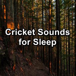 Album cover of Cricket Sounds for Sleep