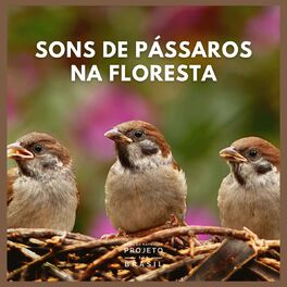 Album cover of Sons de Pássaros na Floresta