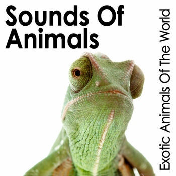 Pro Sound Effects Library - Indian Elephant Grunt: listen with lyrics |  Deezer