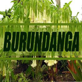 Album cover of Burundanga