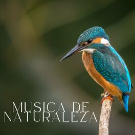 Album cover of Música De Naturaleza: Meditación Con Los Pájaros Cantando Vol. 1