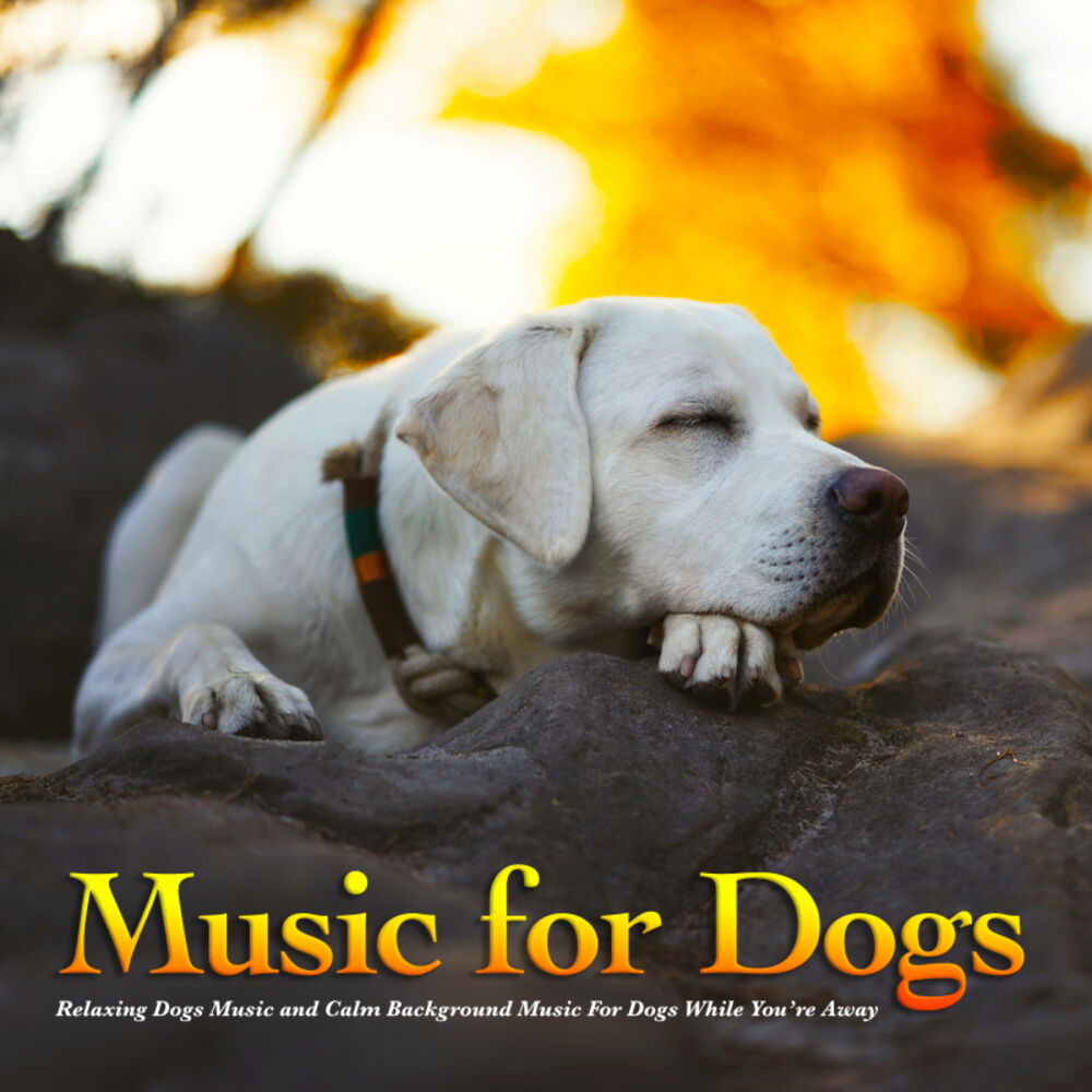 Dog music. Musical Dog.