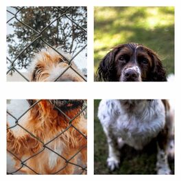 Album cover of Music for Happy Doggies (Piano)