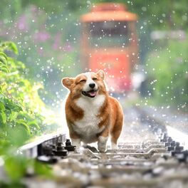Album cover of Raindrop Serenade: Nature's Binaural Bliss for Dogs