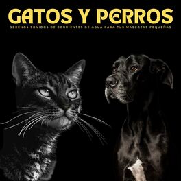 Album cover of Gatos Y Perros: Serenos Sonidos De Corrientes De Agua Para Tus Mascotas Pequeñas