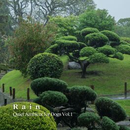 Album cover of Rain: Quiet Ambient for Dogs Vol. 1