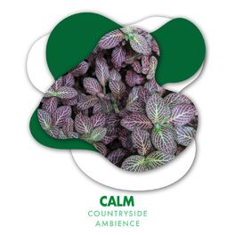 Album cover of Calm Countryside Ambience