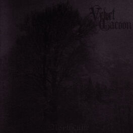 Velvet Cacoon Salts Ashes listen with lyrics Deezer