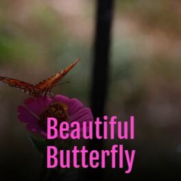 Album cover of Beautiful Butterfly