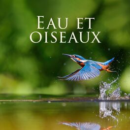 Album cover of Eau et oiseaux: Détente dans l'oasis du spa, Sons apaisants de la nature