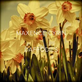 Album cover of Daffodils