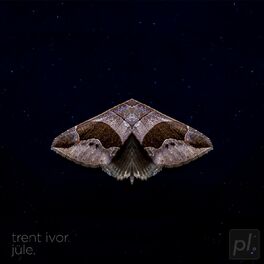 Album picture of moths and their love for street lamps