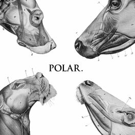 Album cover of This Polar Noise - EP
