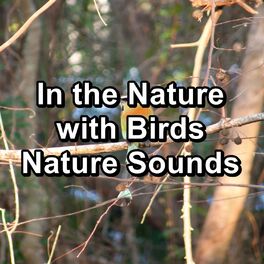 Album cover of In the Nature with Birds Nature Sounds