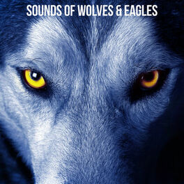 Album cover of Sounds of Wolves & Eagles