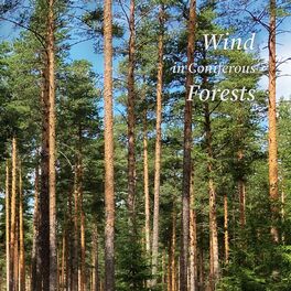 Album cover of Wind in Coniferous Forests