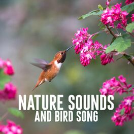 Album cover of Nature Sounds and Bird Song