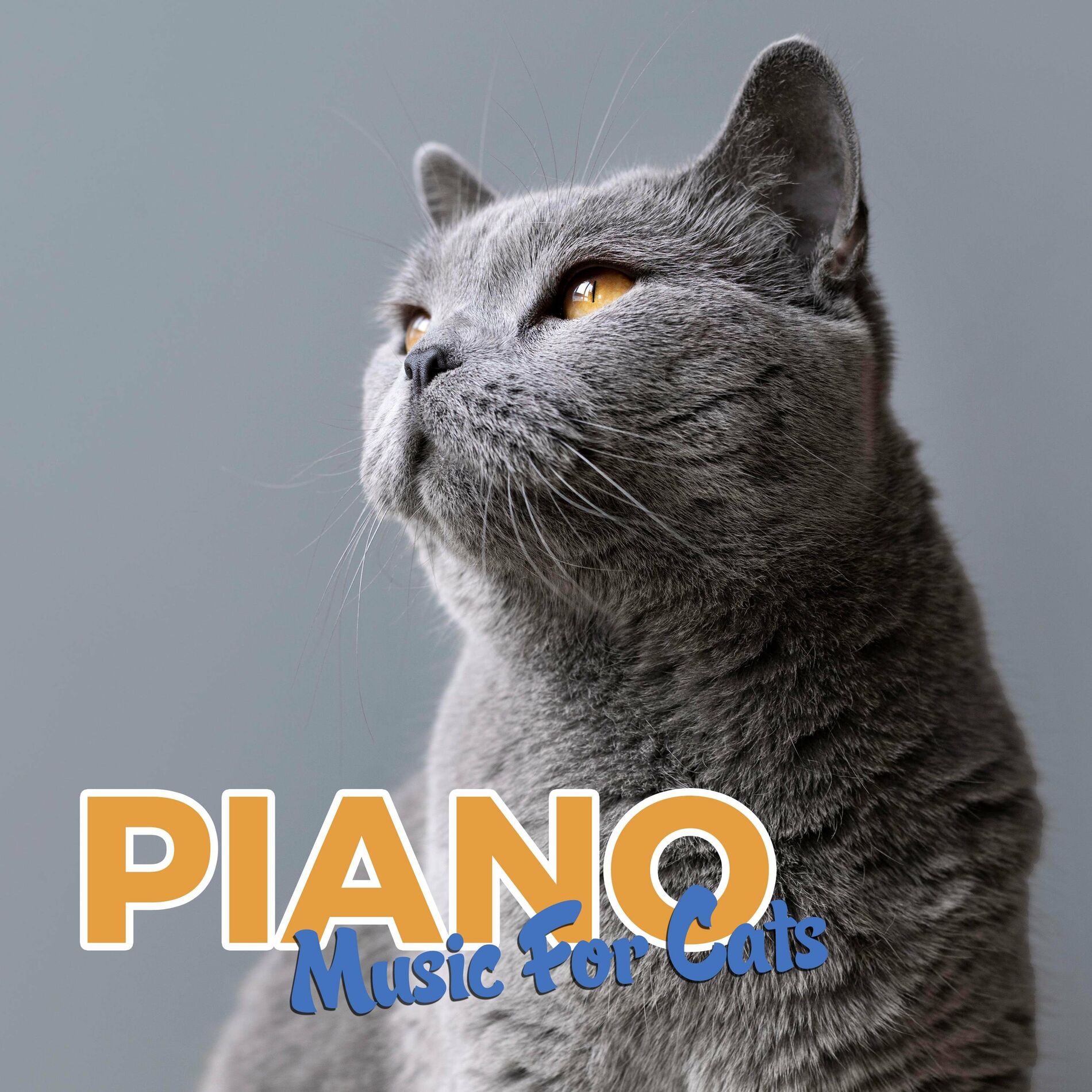 Cat Piano Music Calming Music For Cats lyrics and songs Deezer