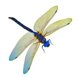 Album cover of Dragonfly