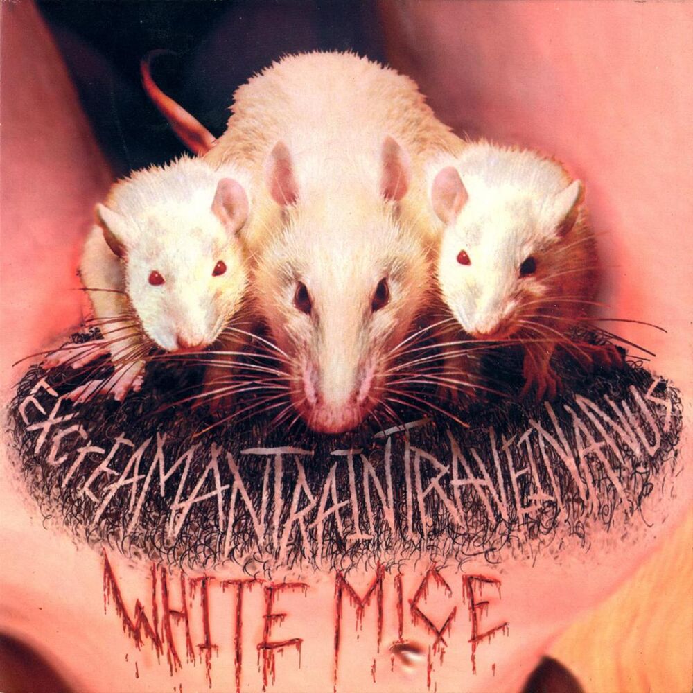 Ice mice. White Mice eating. Mouse Mice.