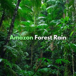 Album cover of Amazon Forest Rain