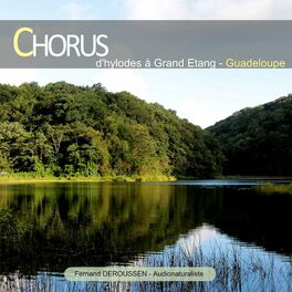 Album cover of Chorus : Hylodes à Grand Étang (Guadeloupe)