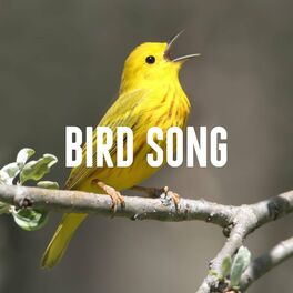 Album cover of Bird Song