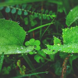 Album cover of Summer Blissful Summer Rain Sounds for Relaxation & Meditation