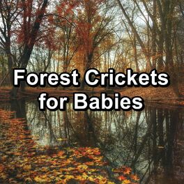 Album cover of Forest Crickets for Babies