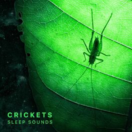 Album cover of Crickets Sleep Sounds (Mindfulness & Relaxation)