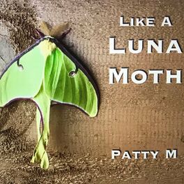 Album cover of Like a Luna Moth