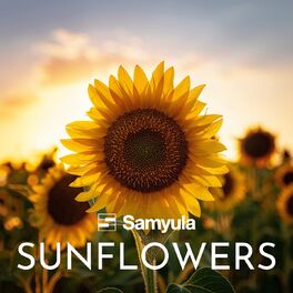Album cover of Sunflowers