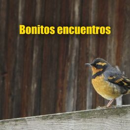 Album cover of Bonitos encuentros