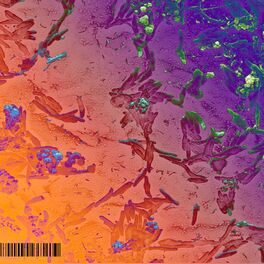 Album cover of Algo