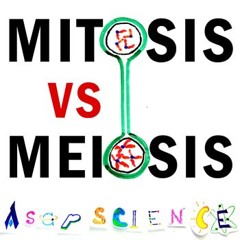 Asapscience Mitosis Vs Meiosis Rap Battle Listen With Lyrics Deezer
