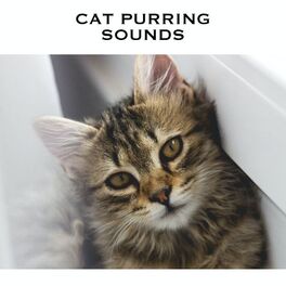 Album cover of Cat Purring Sounds