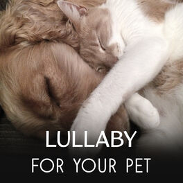 Album cover of Lullaby for Your Pet - Relaxing Music for Dogs & Cats, Calming Sounds to Reduce Stress of Animals, Music Therapy for Pets Comfort 