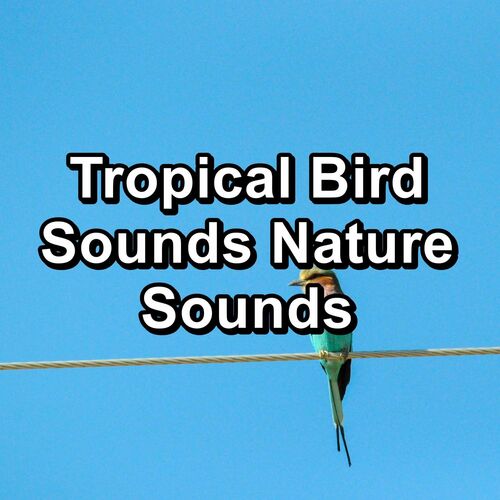 Bird Sound Collectors - Tropical Bird Sounds Nature Sounds: lyrics