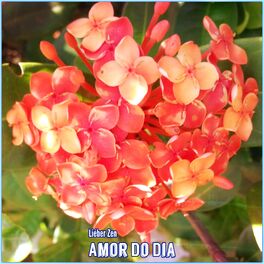 Album cover of Amor do Dia