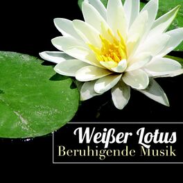 Album cover of Weißer Lotus - Beruhigende Musik mit Naturgeräusche