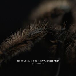 Album cover of Moth Flutters (Kalaido Remix)