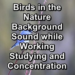 Album cover of Birds in the Nature Background Sound while Working Studying and Concentration