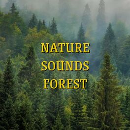 Album cover of Nature Sounds Forest Sounds Birds Singing with Pink Noise, Loopable
