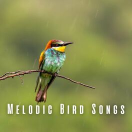 Bird Sound Collectors - Tropical Bird Sounds Nature Sounds: lyrics